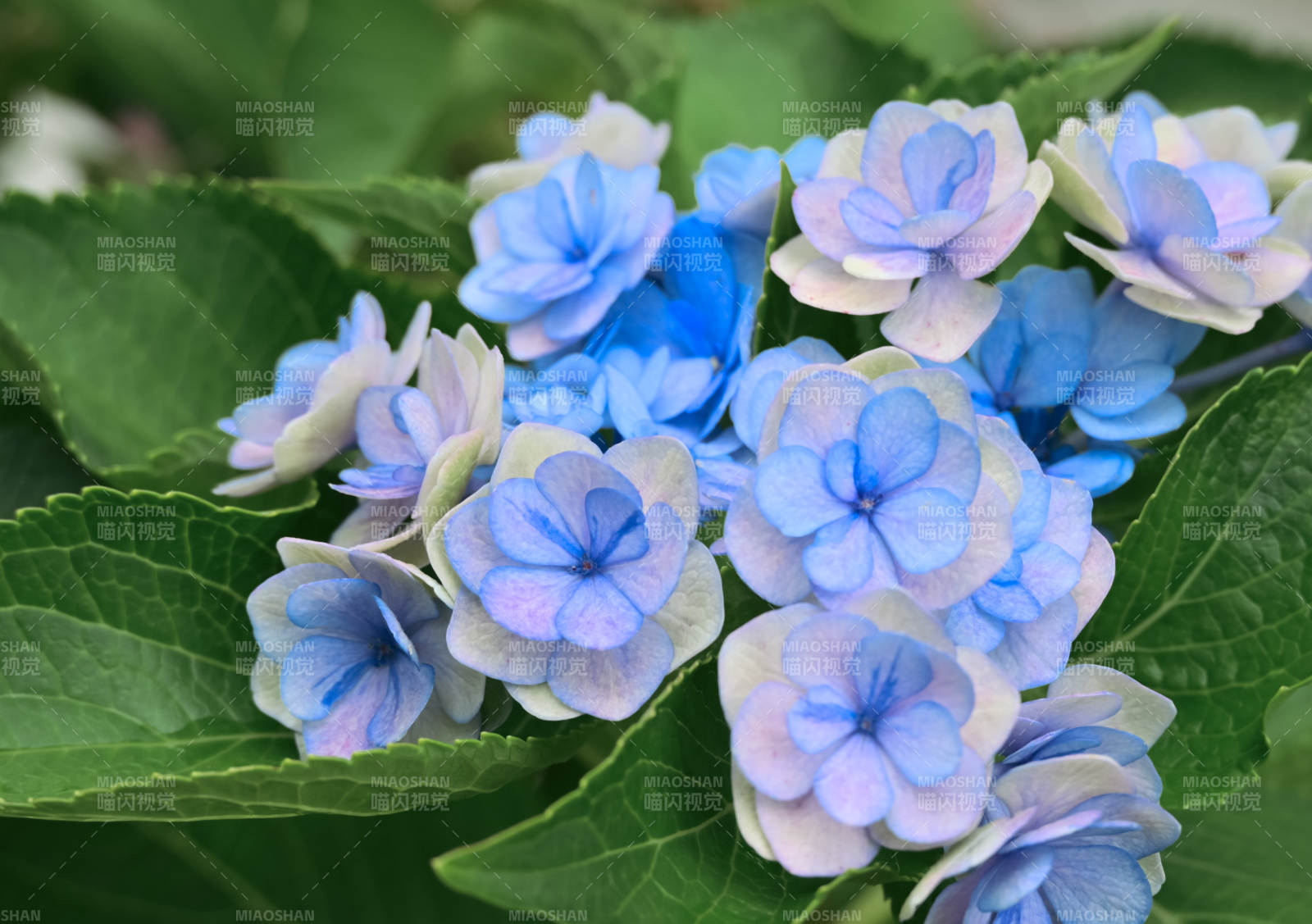 藍色繡球花
