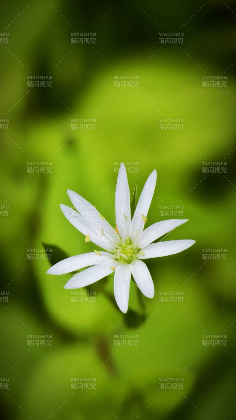 白花綠葉背景