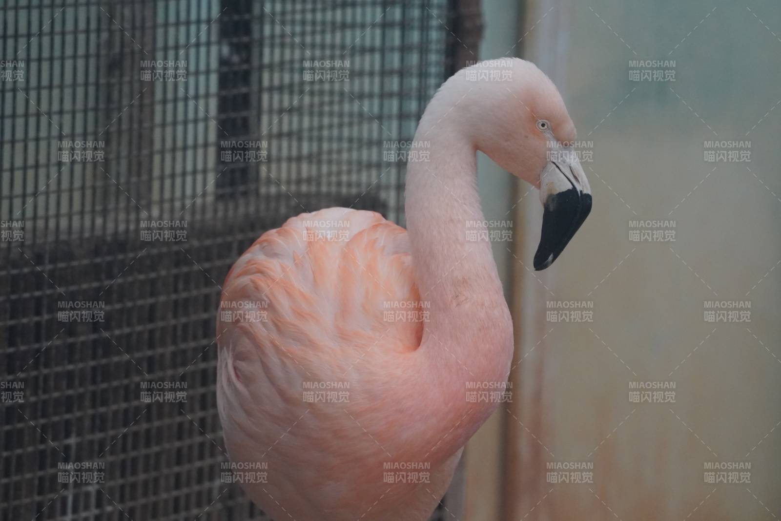 籠中的粉紅火烈鳥