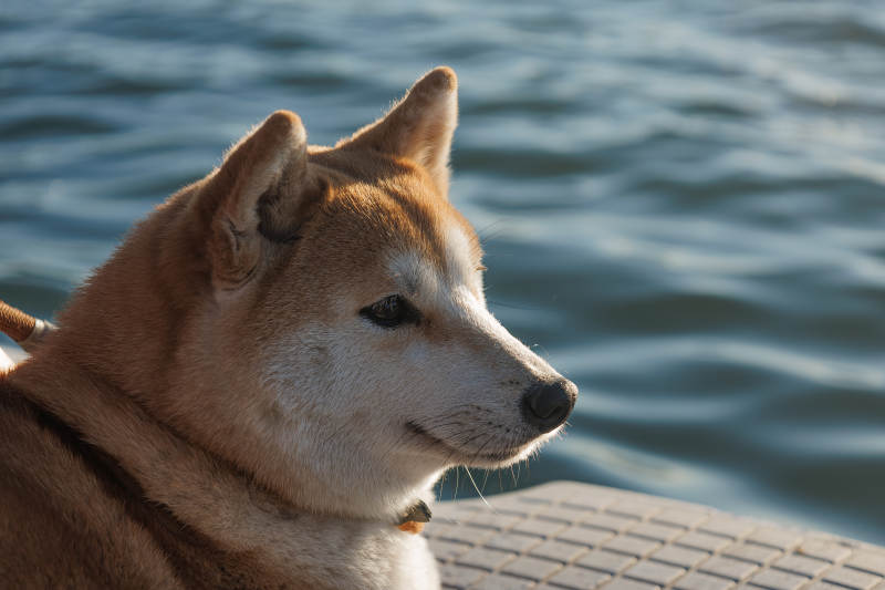 湖畔的柴犬