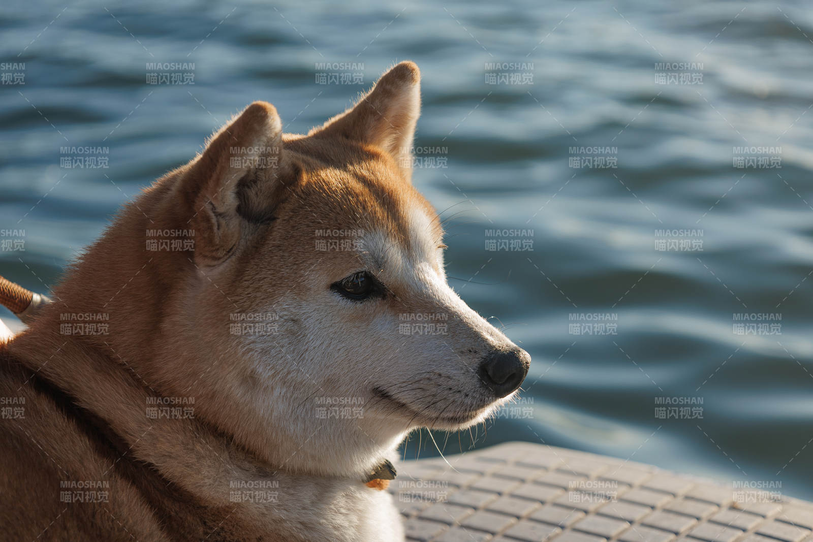 湖畔的柴犬