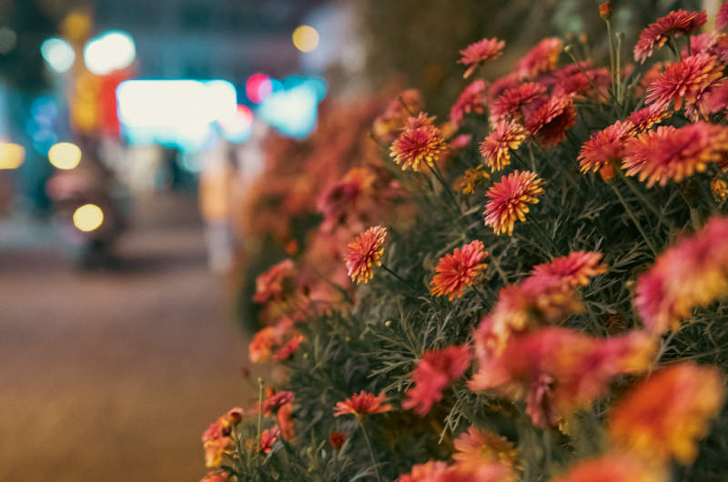 夜市花墻