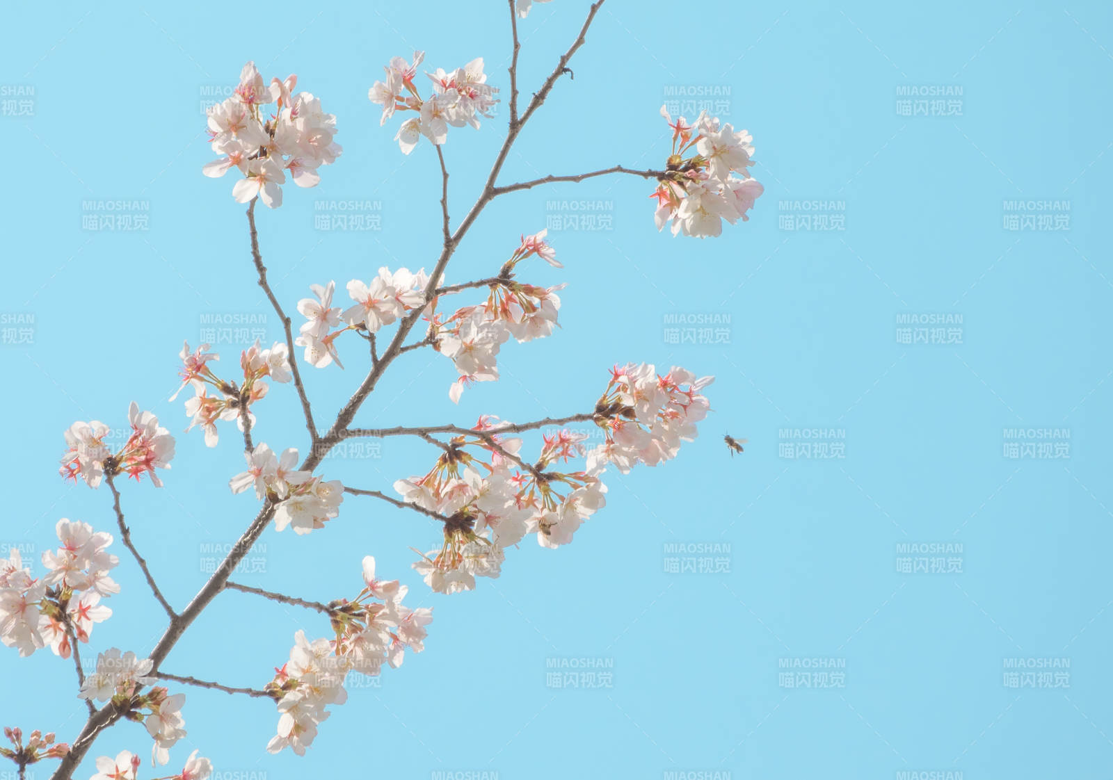櫻花盛開 春意盎然