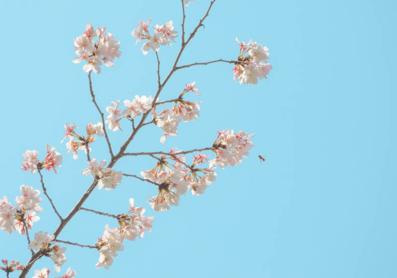 樱花盛开 春意盎然