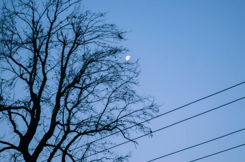 冬夜月光下的樹影