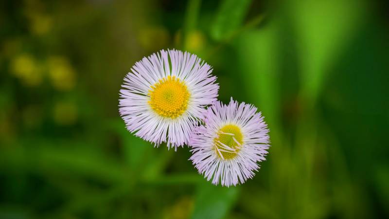 两朵紫色雏菊