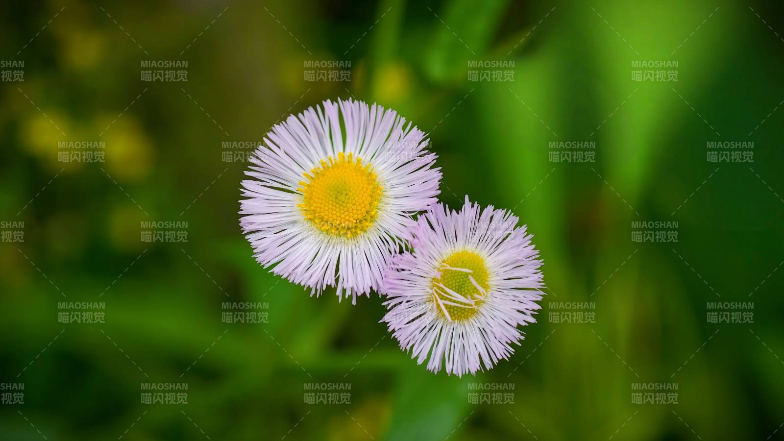 兩朵紫色雛菊