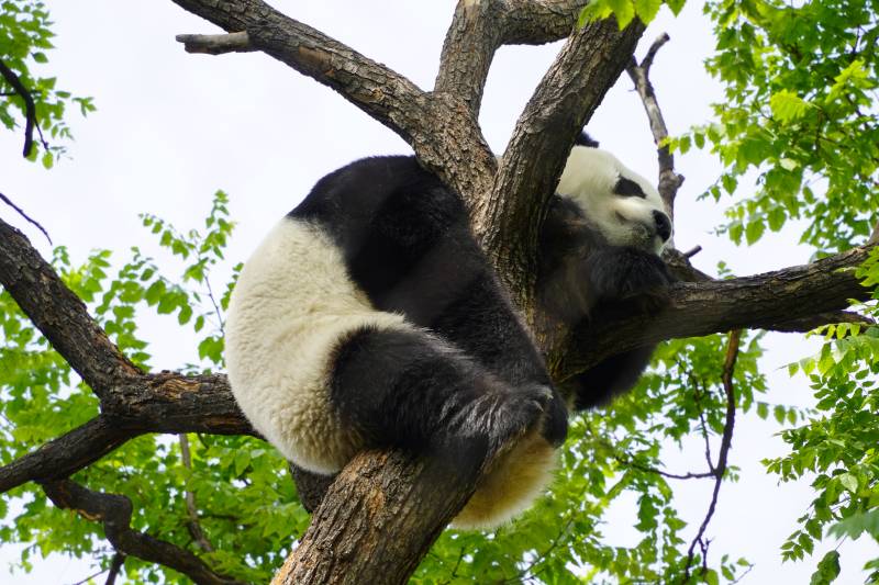 熊貓樹上悠閑眠