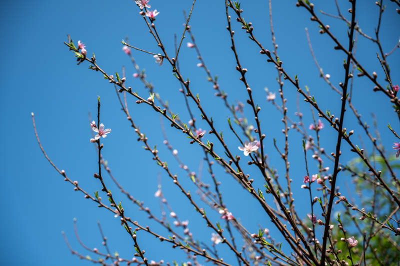春日花開 藍天相伴