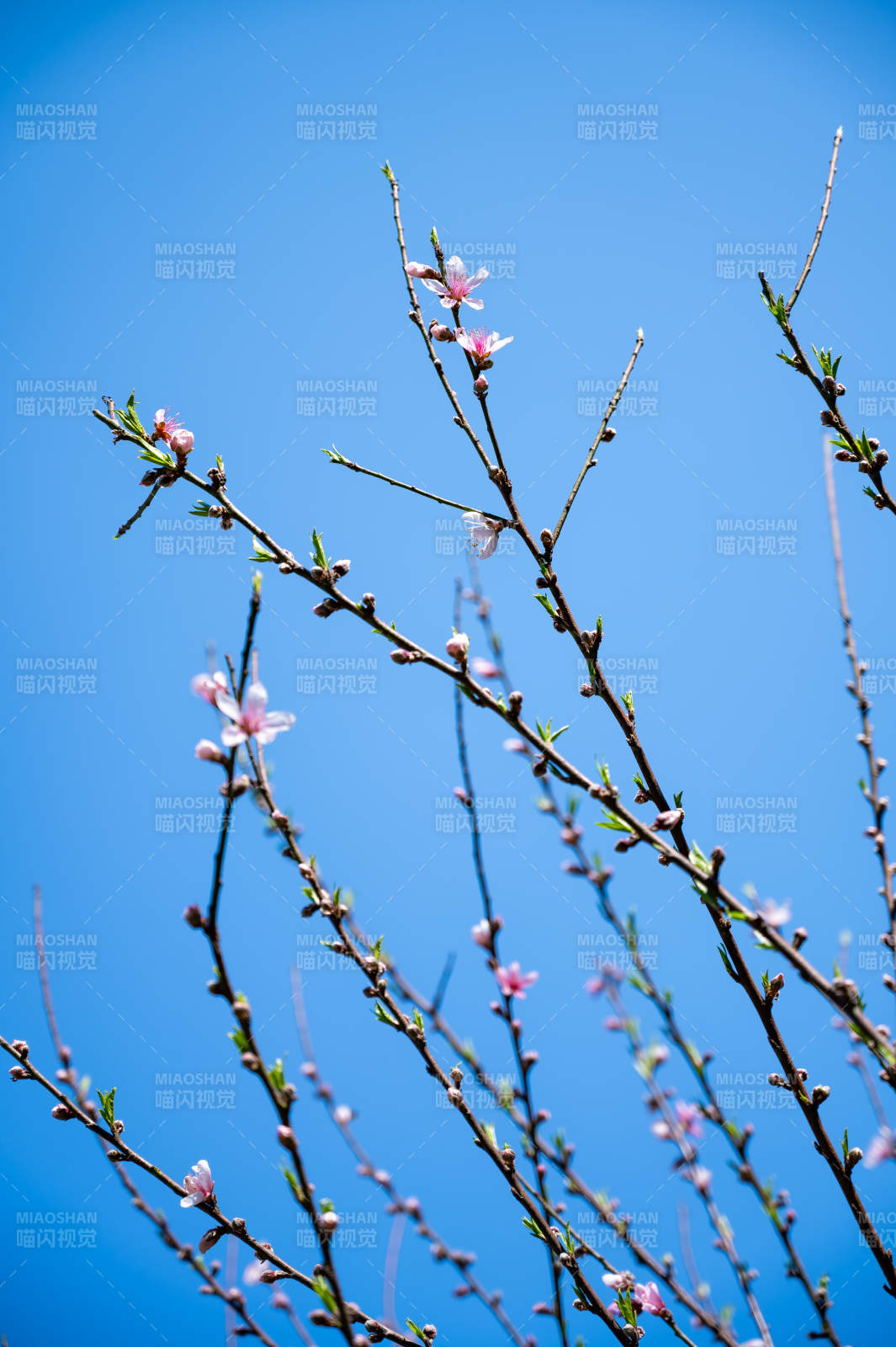 春日花開 藍天映襯