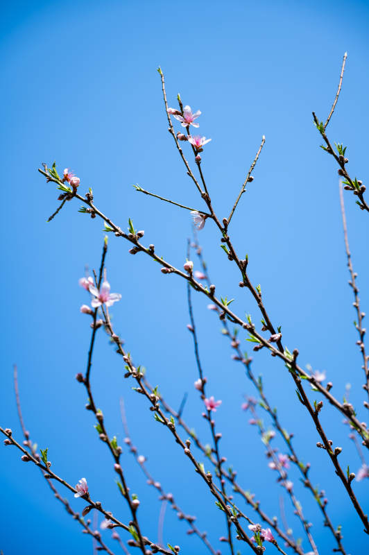 春日花開 藍天映襯