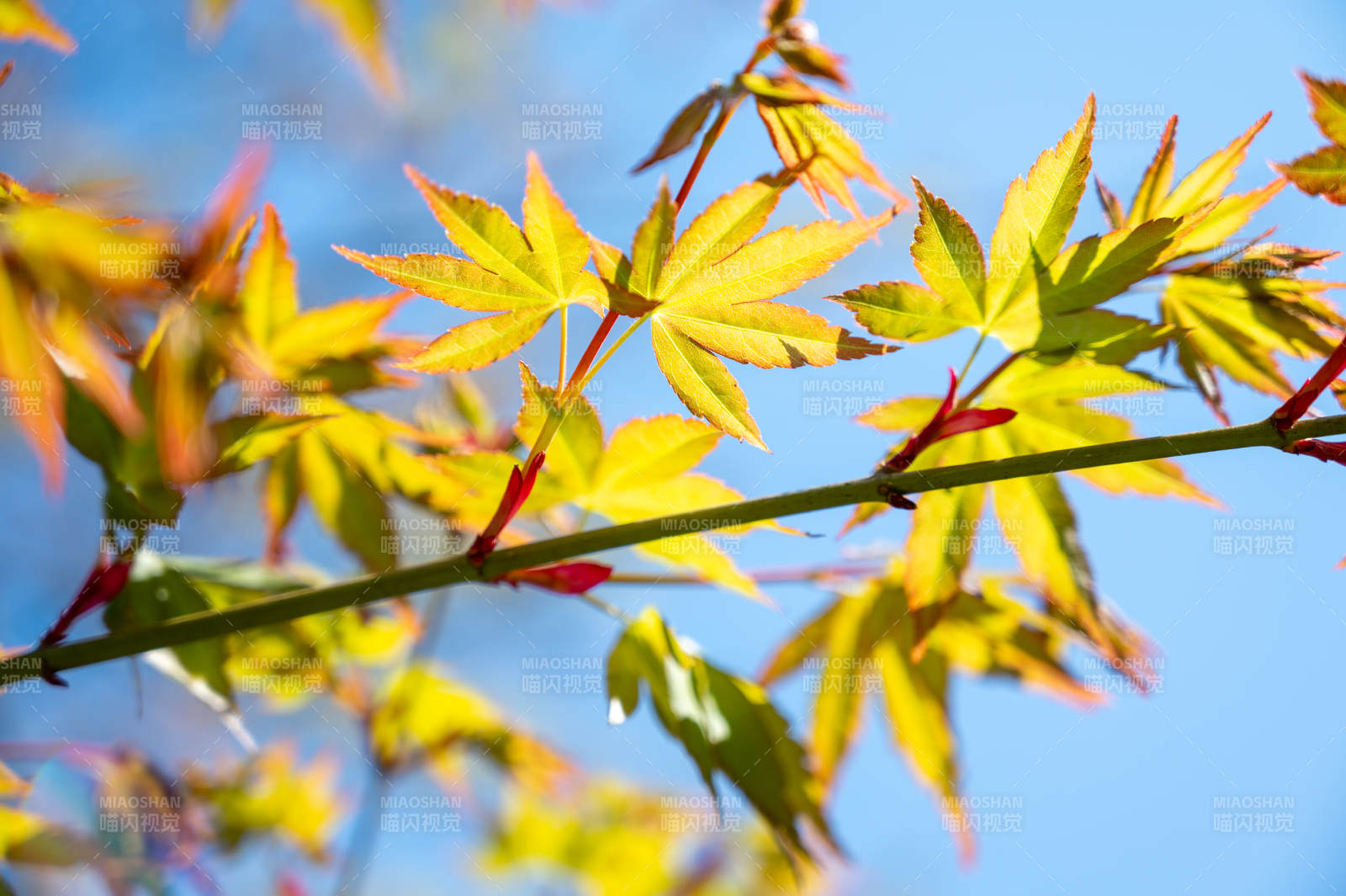 秋日楓葉映藍天