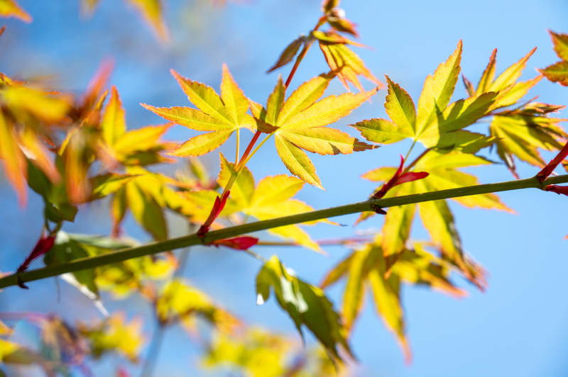 秋日楓葉映藍天