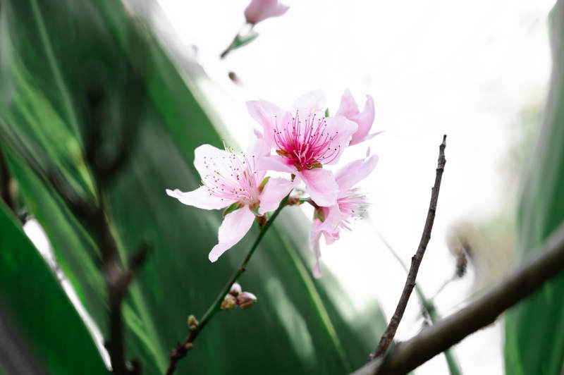 粉色花朵綻放