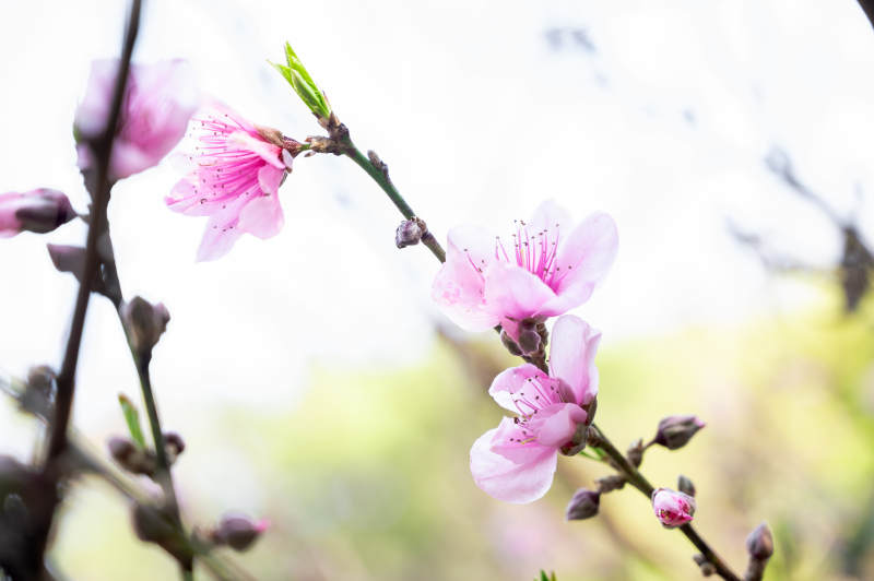 桃花盛開 春意盎然
