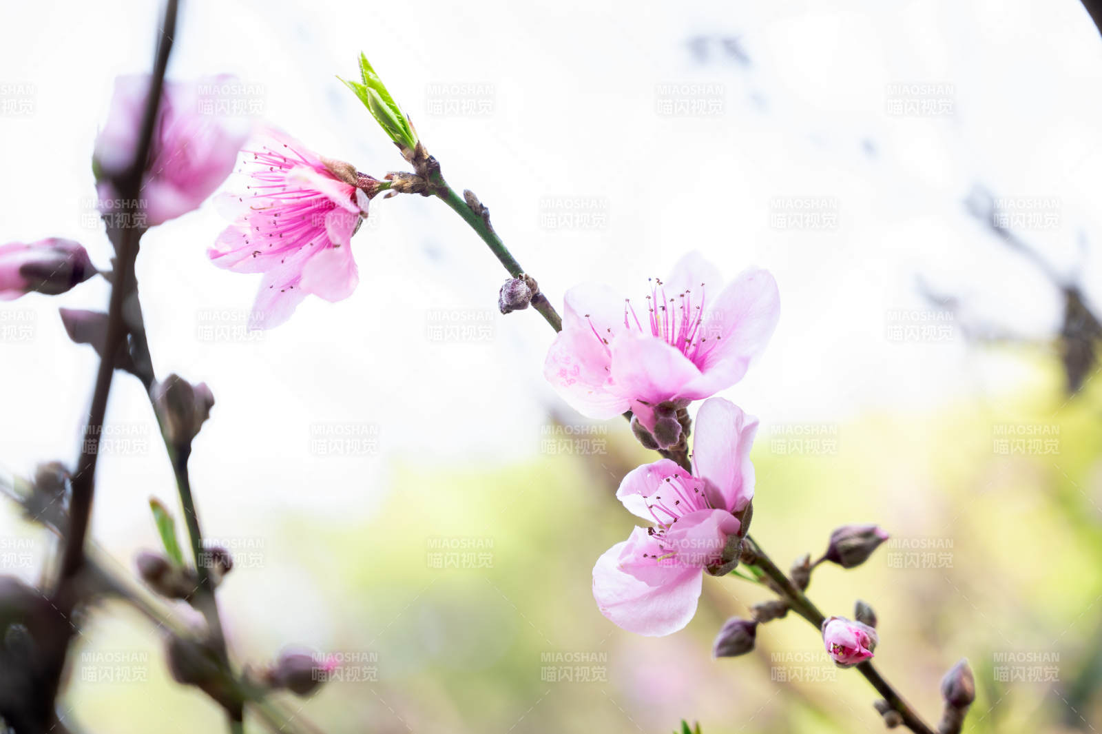 桃花盛開 春意盎然