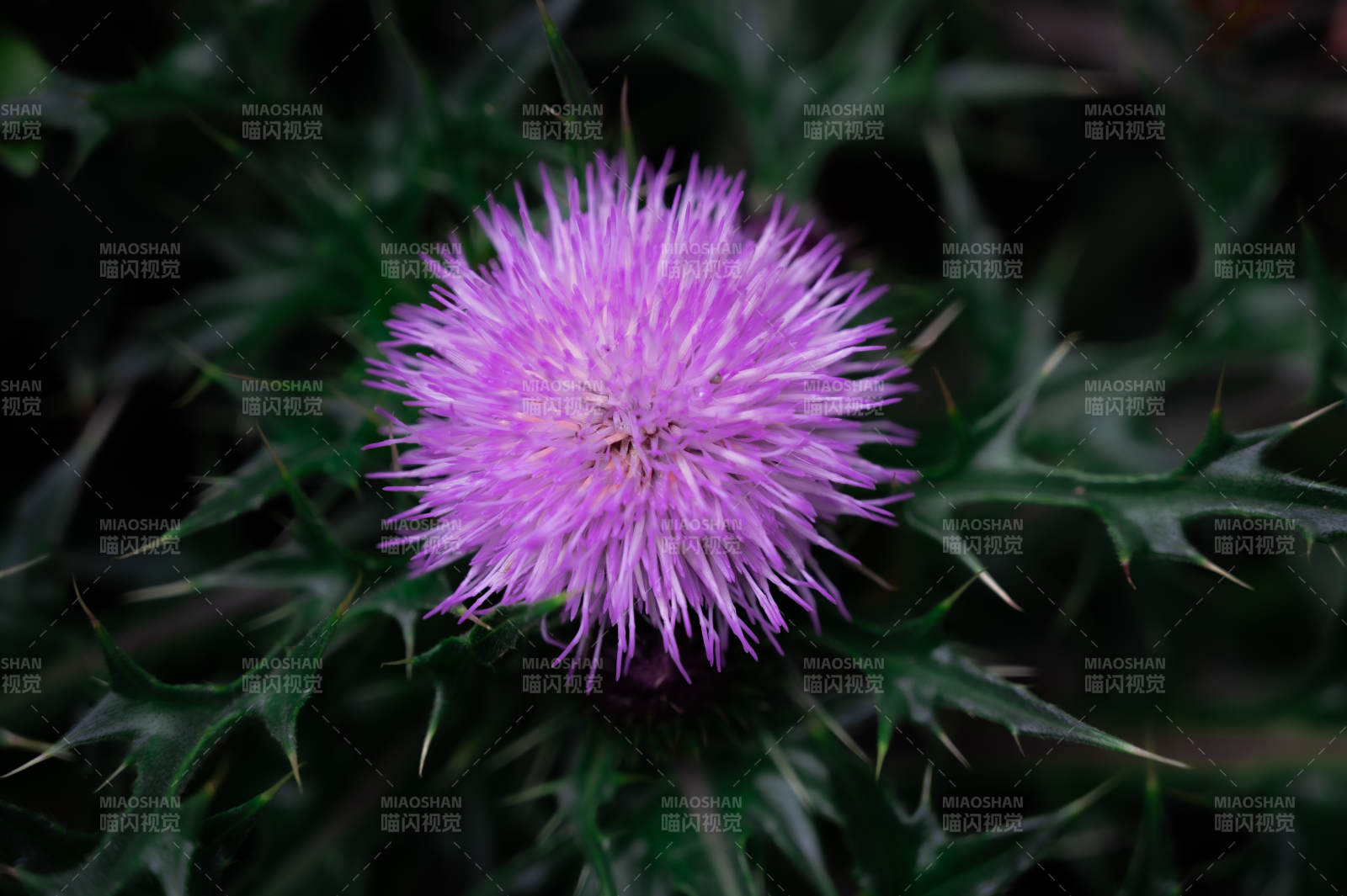 紫色花與綠色葉子