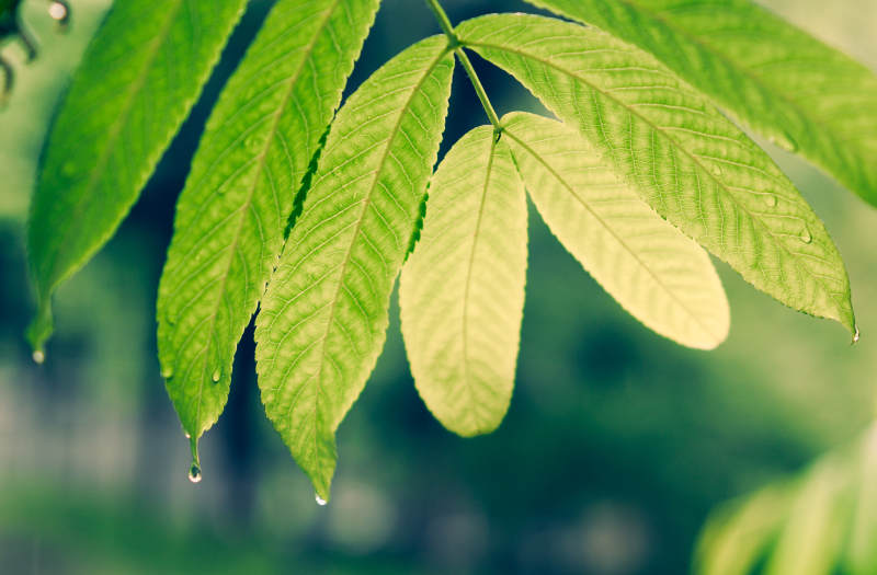雨后綠葉