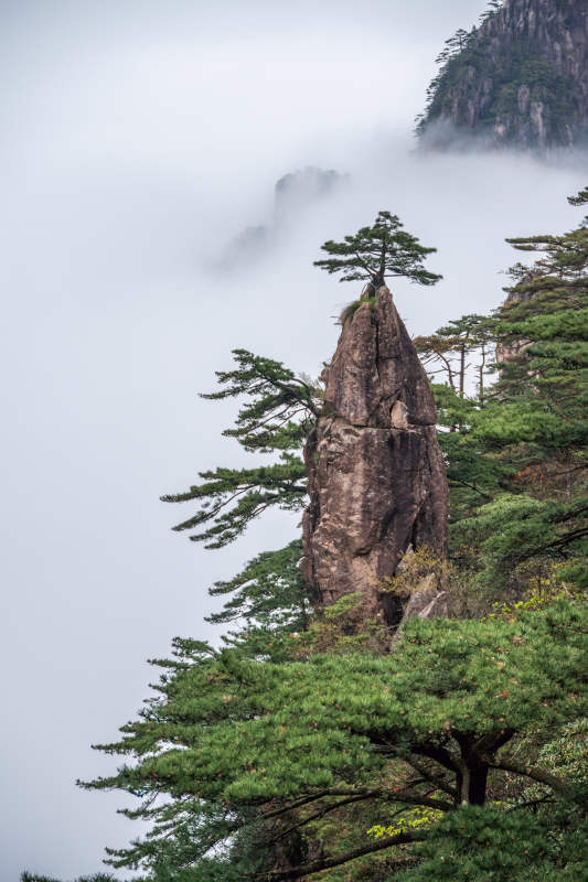 (黃山）云霧下的妙筆生花