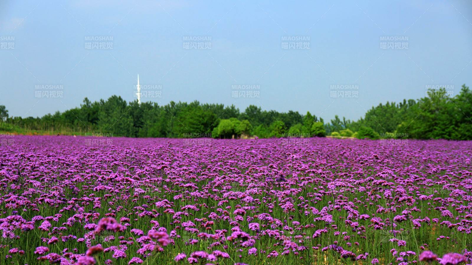 南京六合紫色花海