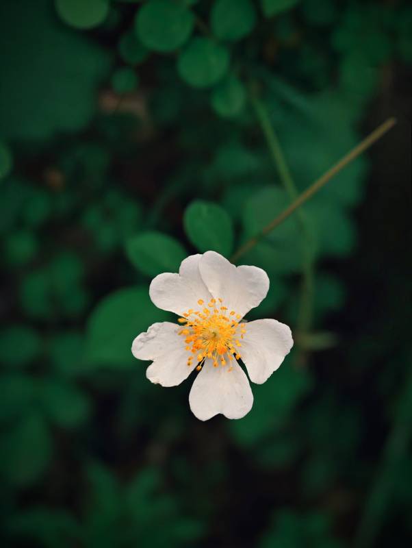 白色野花