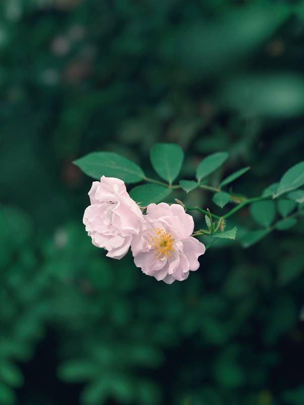 粉色花朵与绿叶