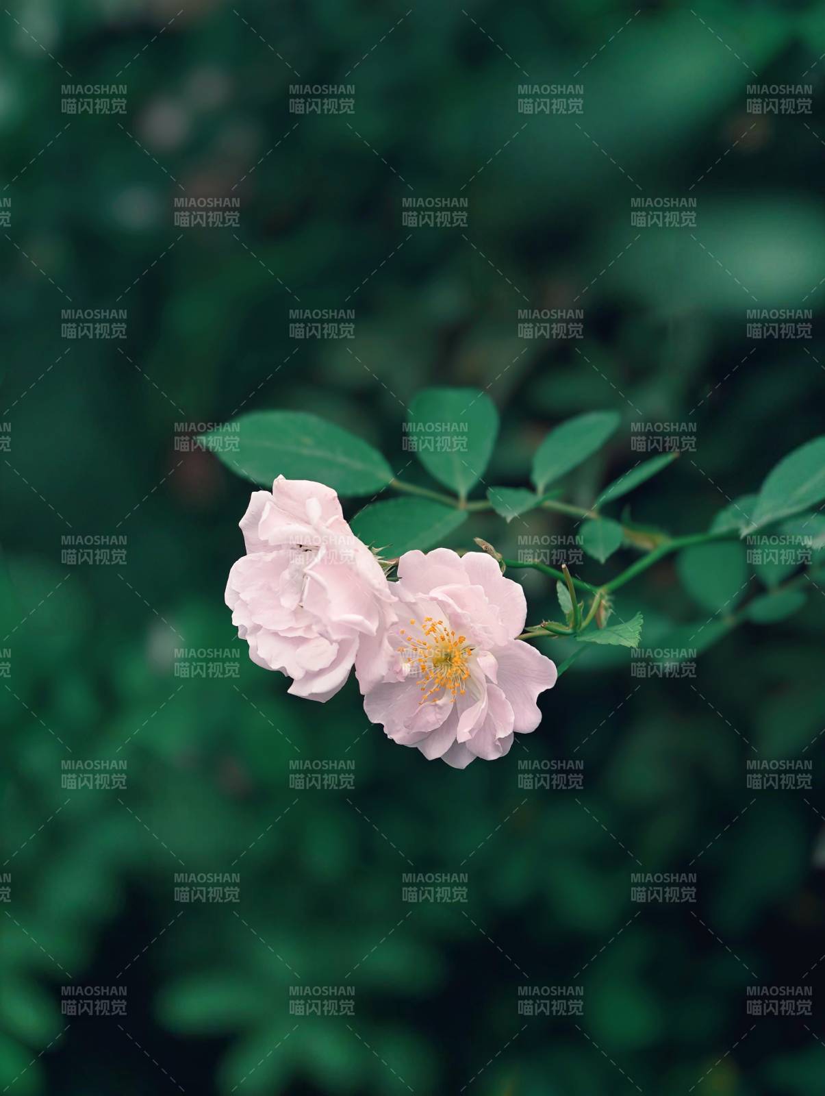 粉色花朵與綠葉