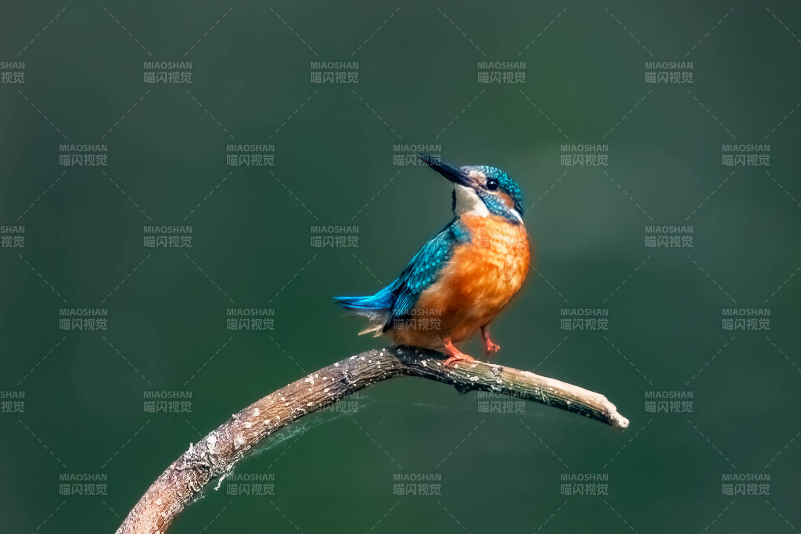 翠鳥棲息