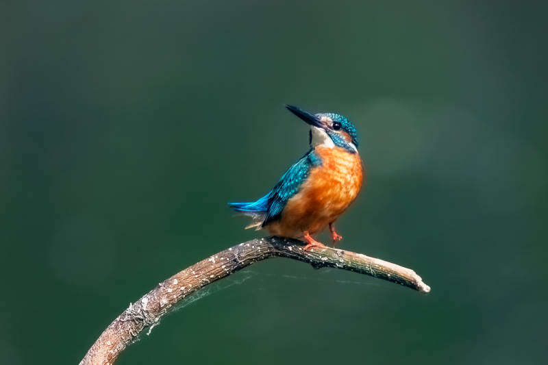 翠鳥棲息