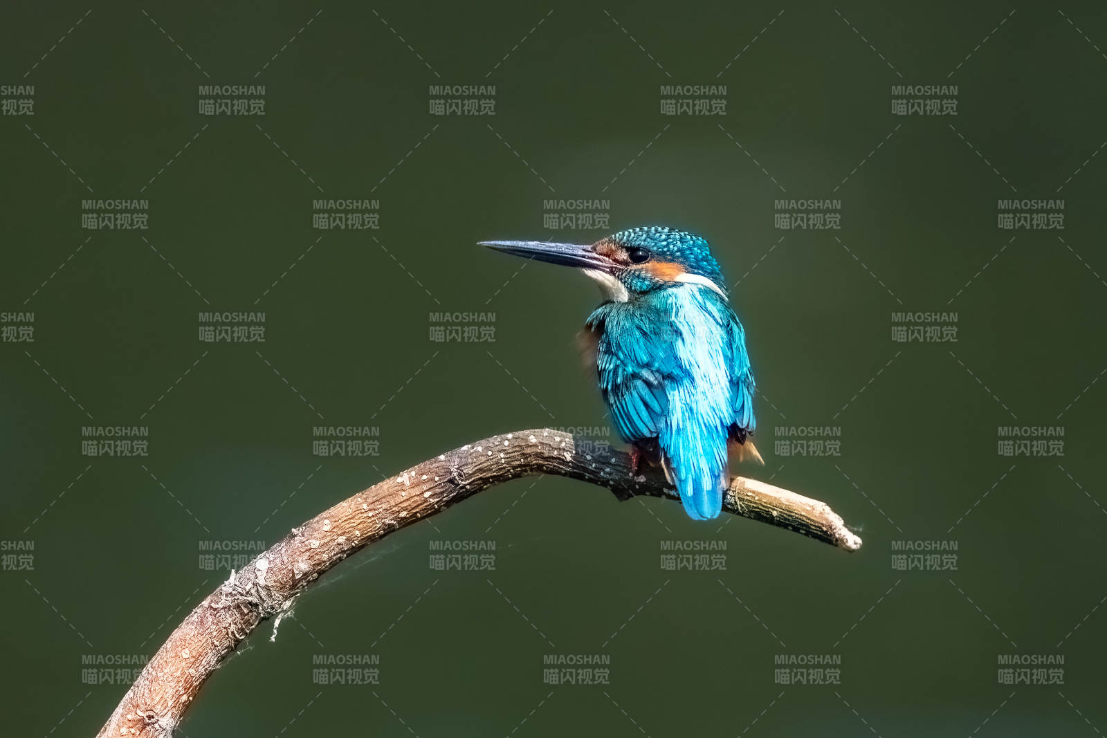翠鳥棲息