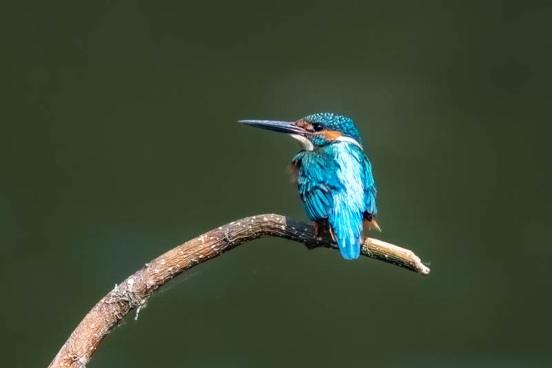 翠鳥棲息