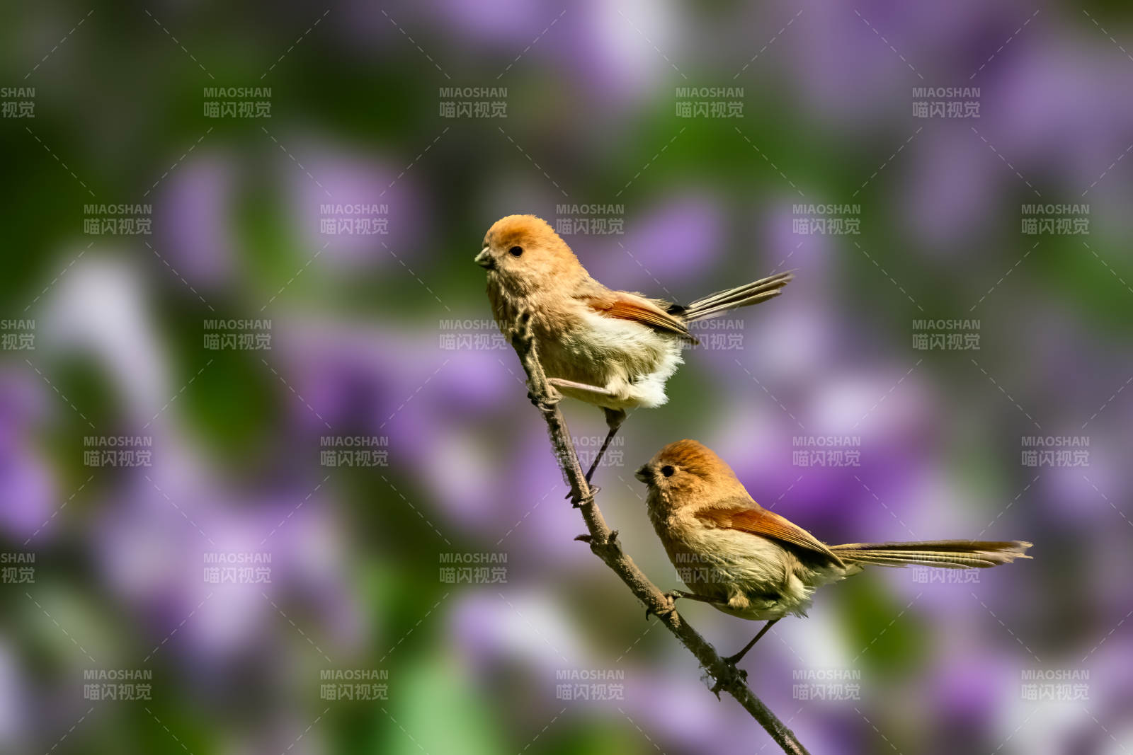 花中成雙對