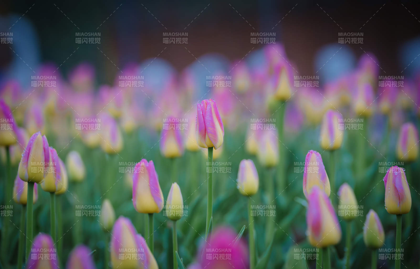 粉色郁金香花海