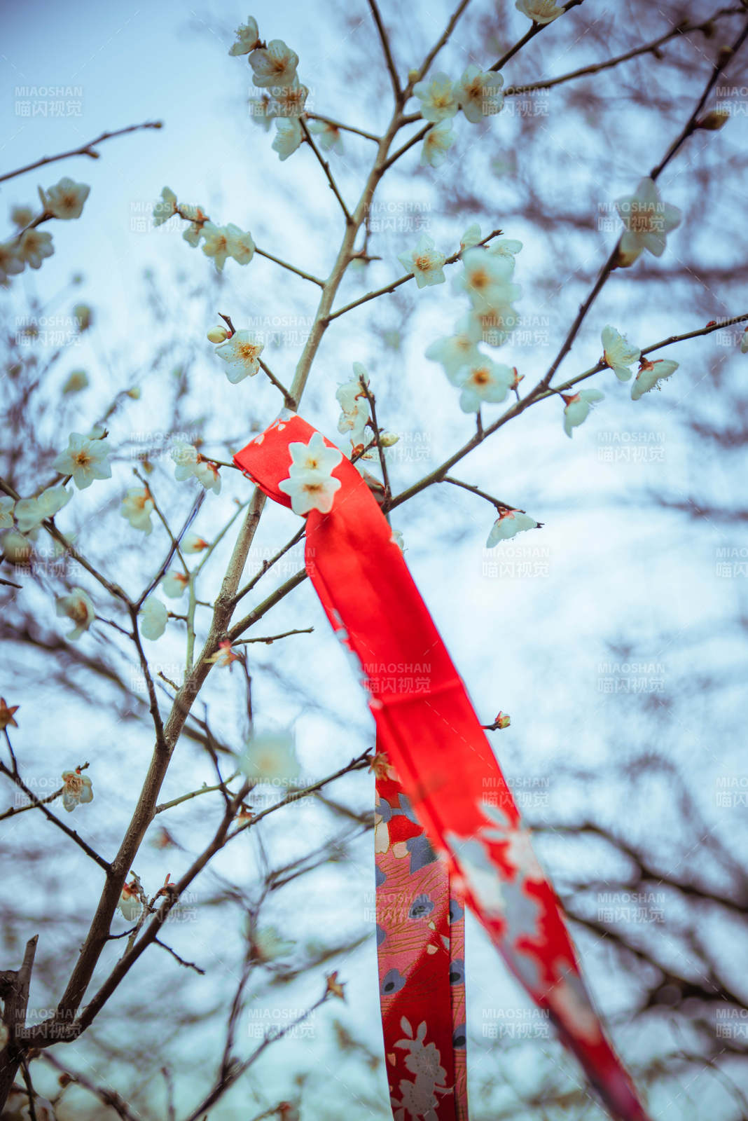 紅絲帶與梅花