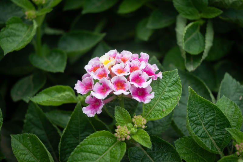 粉色花朵與綠葉