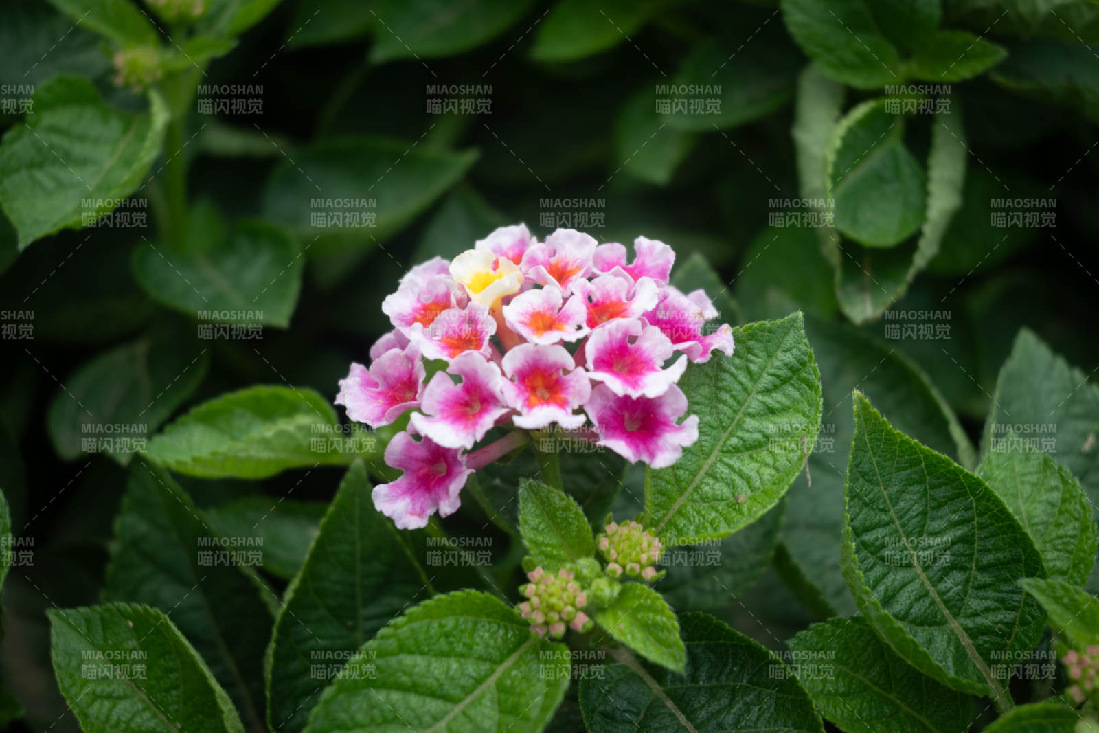 粉色花朵與綠葉