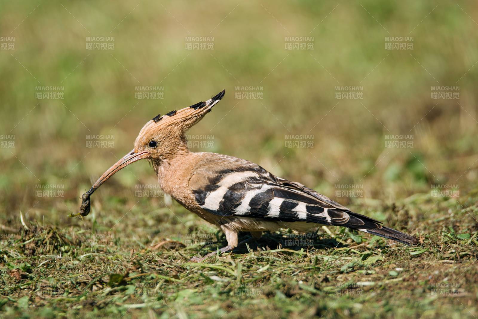 鳥兒覓食圖