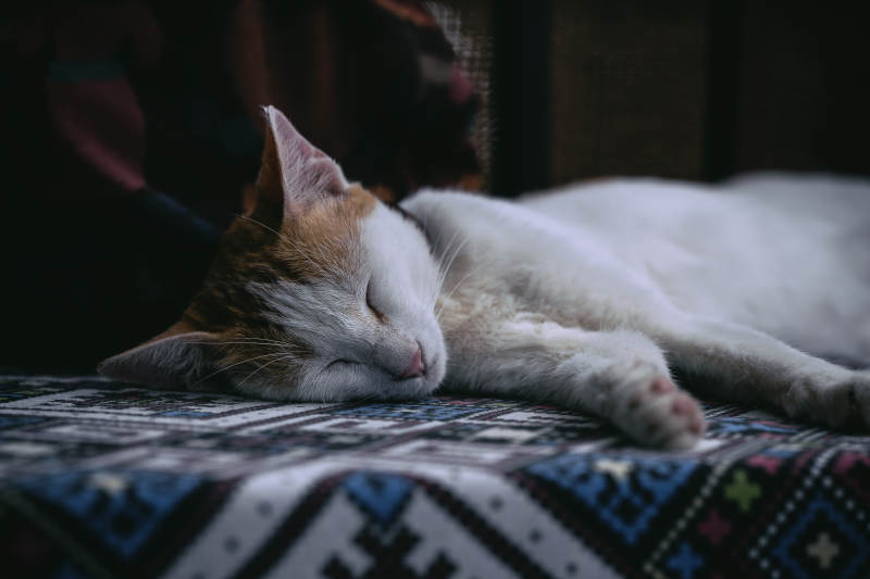 熟睡的猫咪