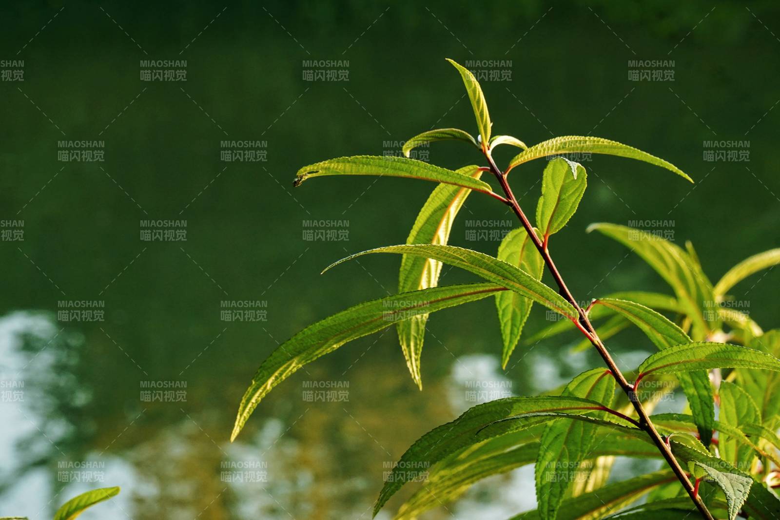湖畔嫩葉