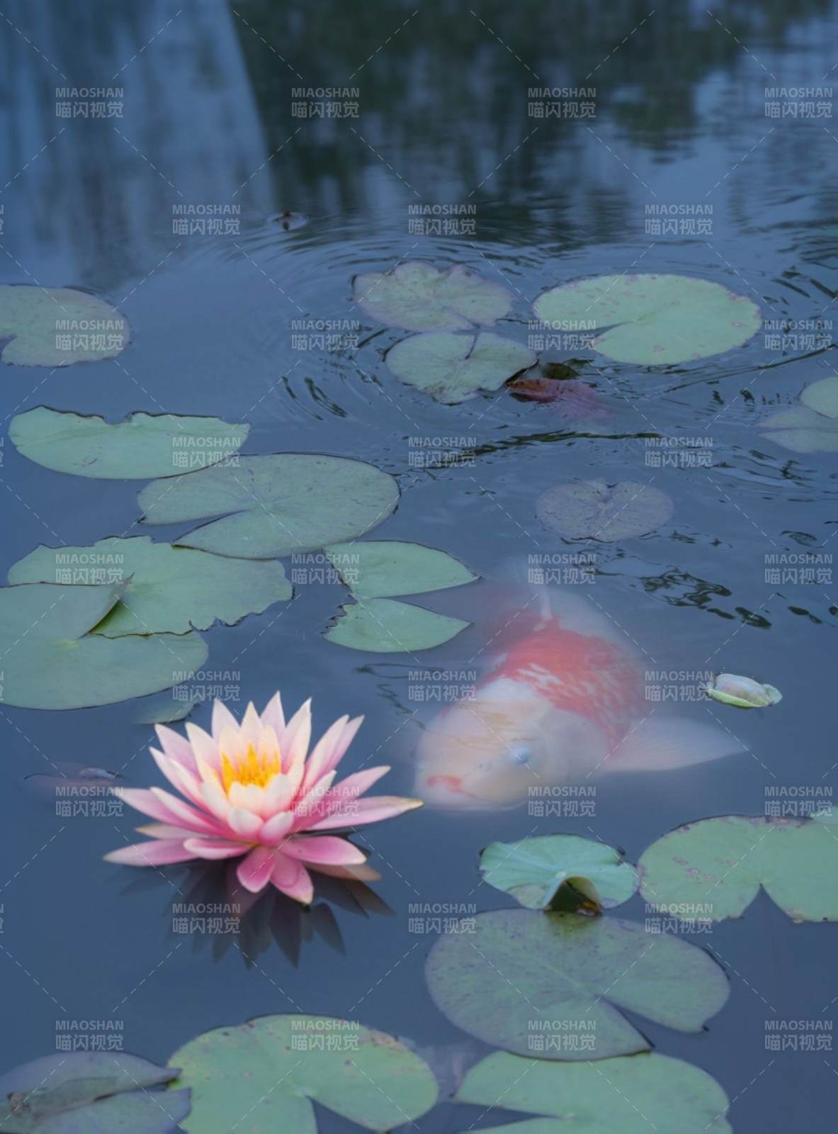 池中錦鯉與蓮花