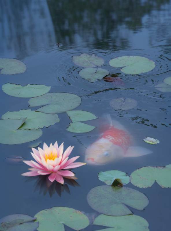 池中锦鲤与莲花