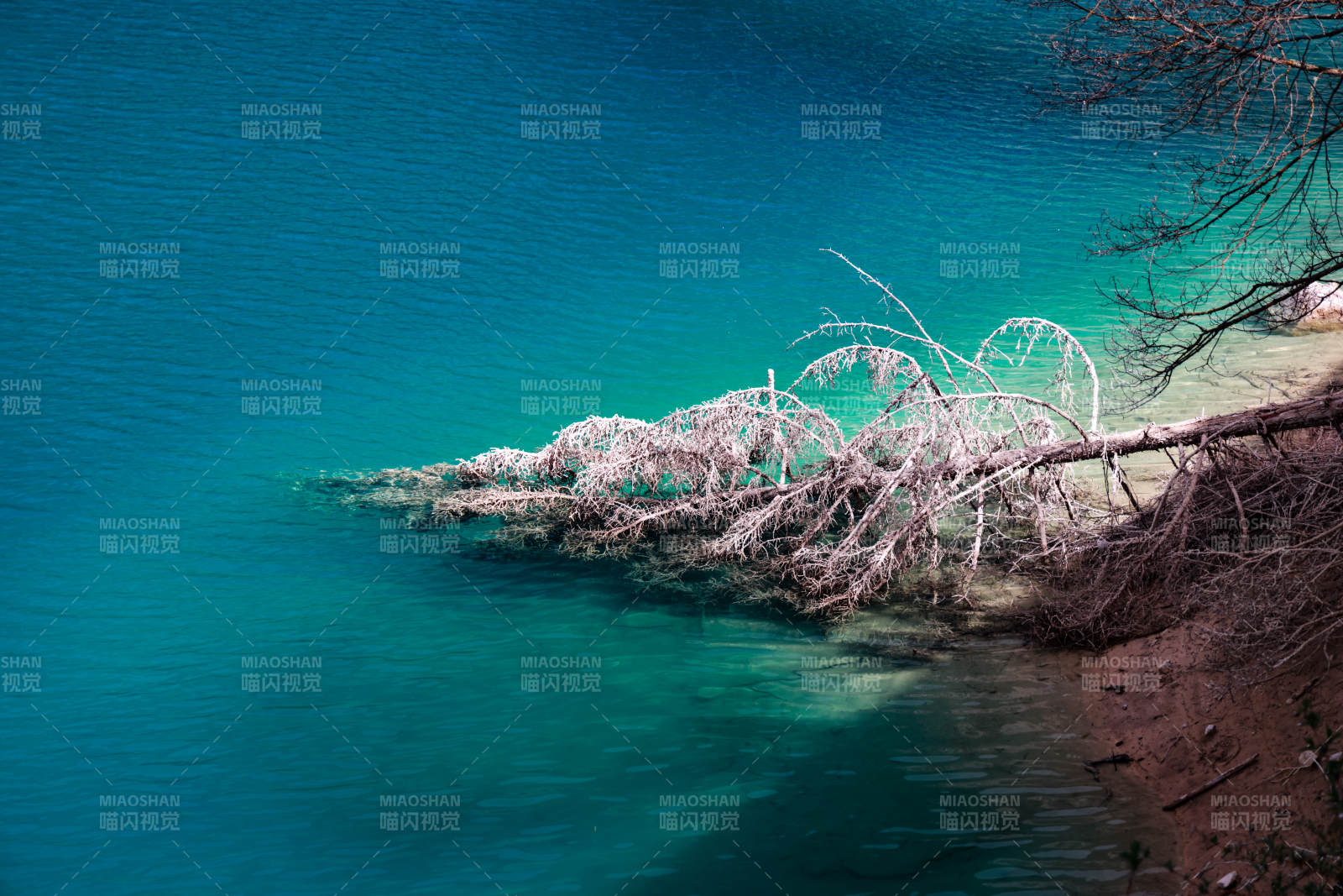 九寨溝的湖畔倒影 樹枝入水