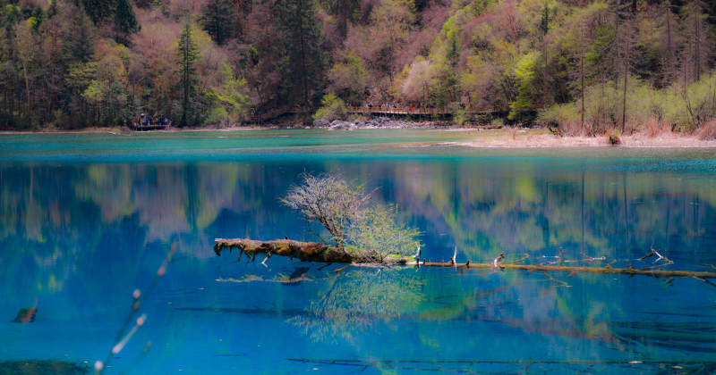 九寨溝湖中枯木與碧水