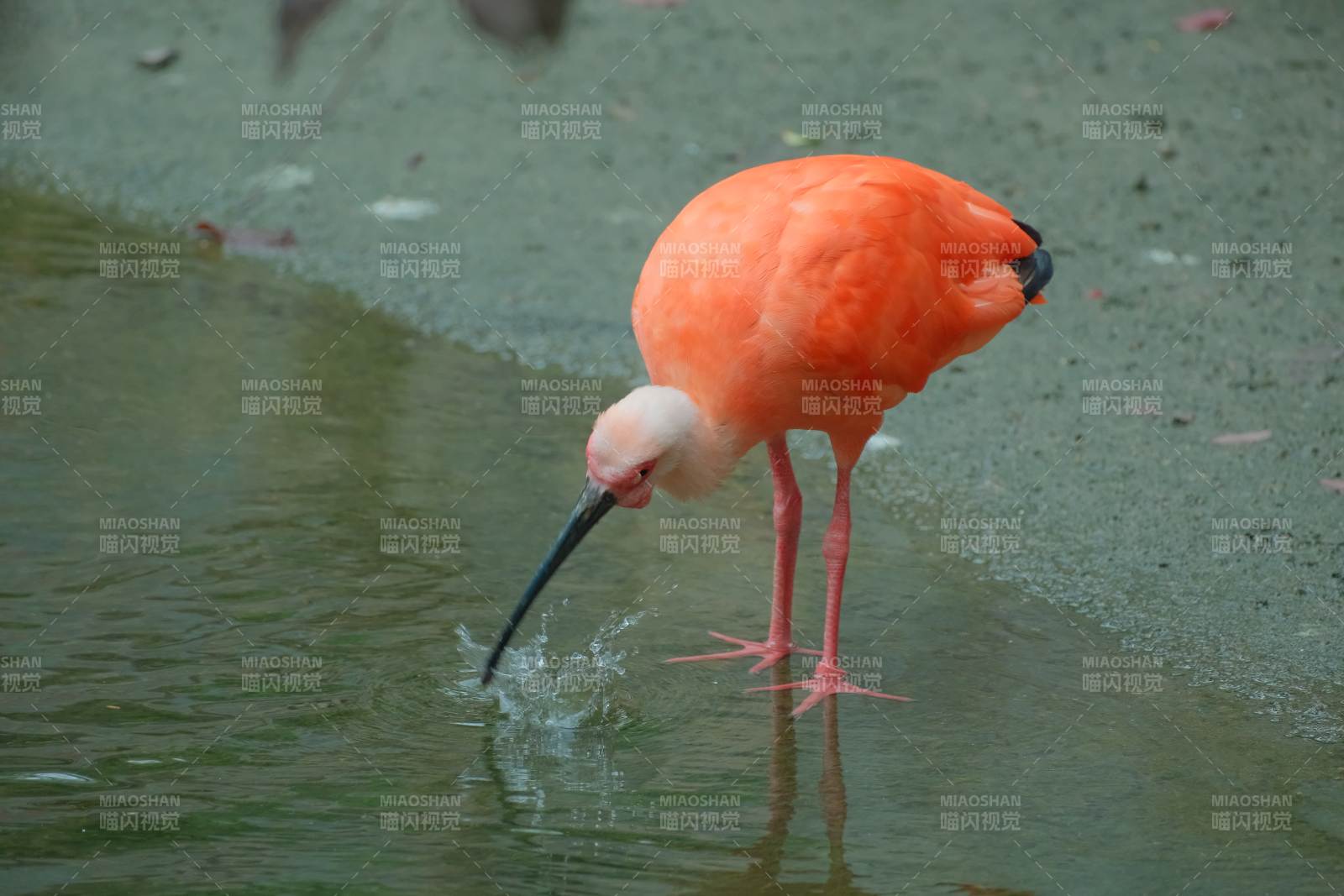 橙鳥飲水