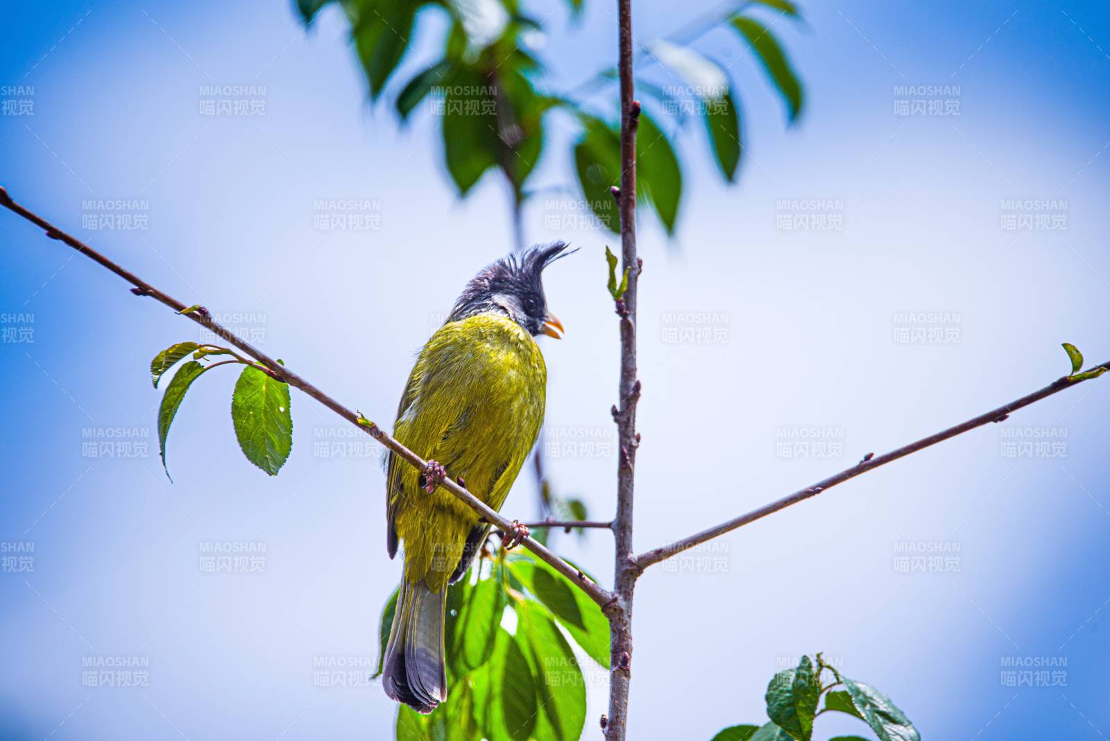 鳳頭雀嘴鵯棲息枝頭