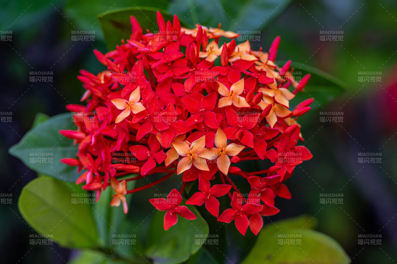 紅花綠葉