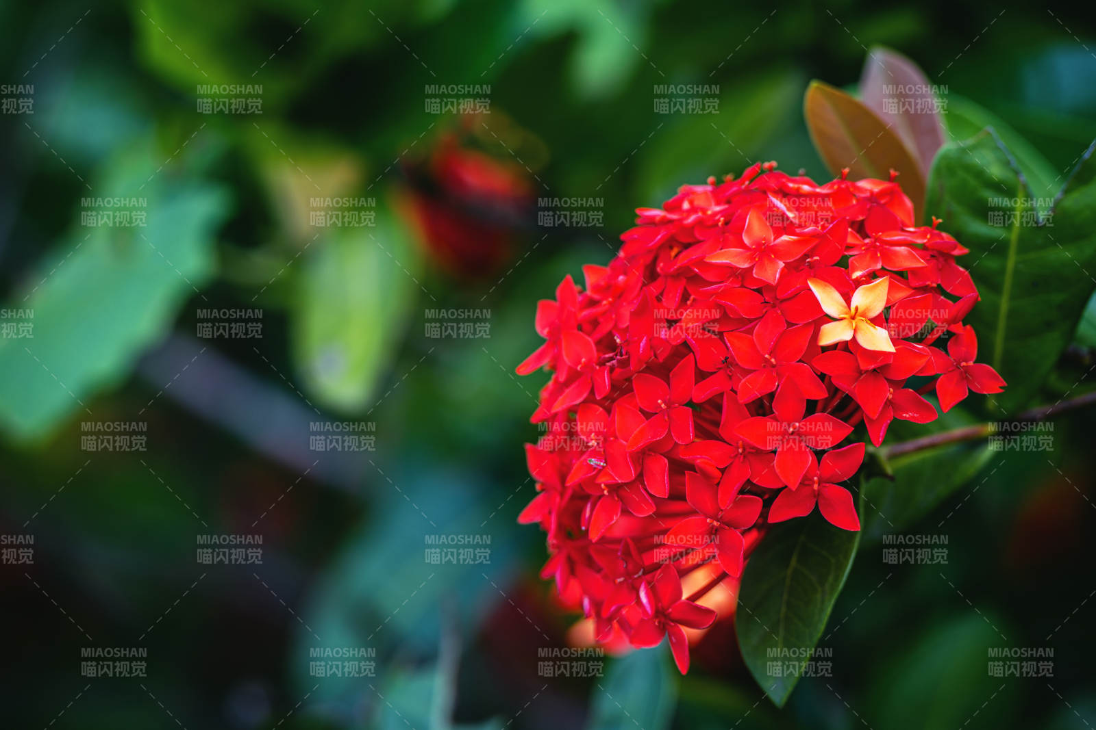 紅花綠葉