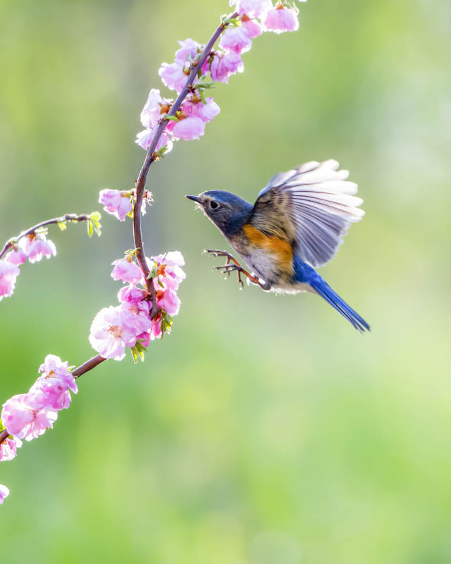 藍鳥與櫻花