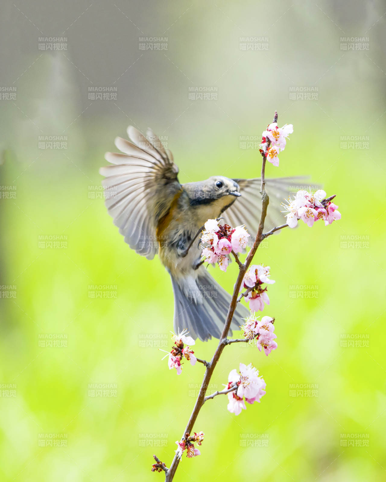 鳥兒與櫻花共舞