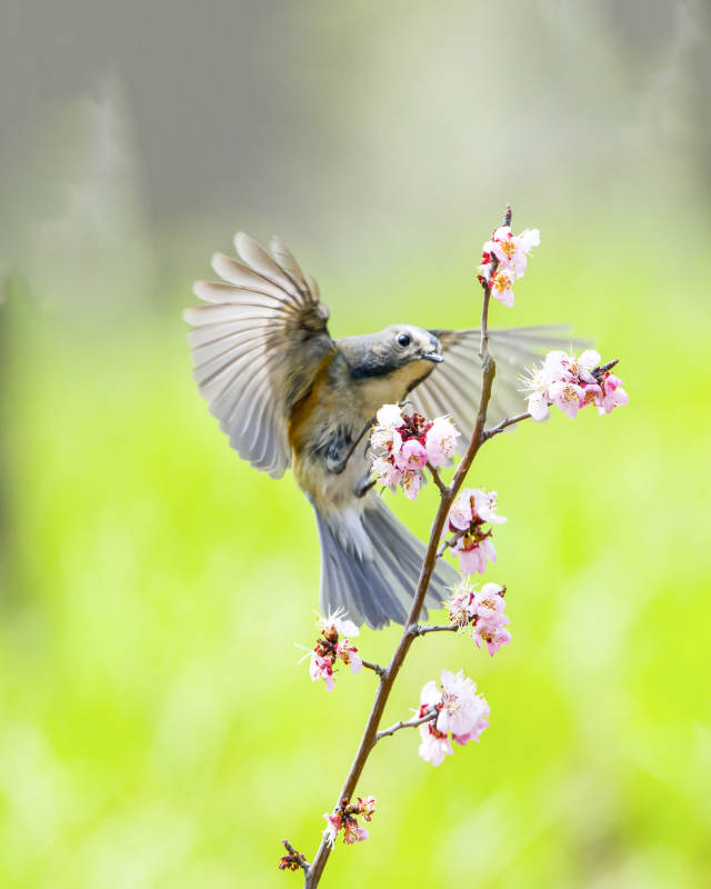 鳥兒與櫻花共舞